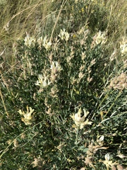 Astragalus albicaulis
