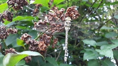 Aeshna cyanea