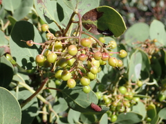 Arctostaphylos viscida