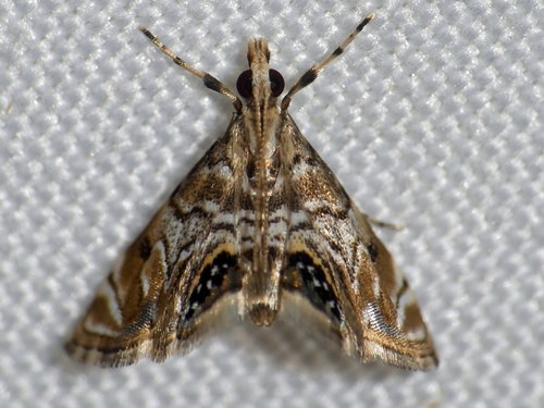 Hylebatis scintillifera