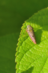 Graphocephala guerreroensis