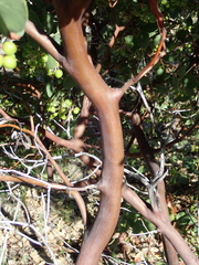 Arctostaphylos viscida