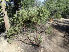 Arctostaphylos viscida
