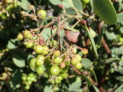 Arctostaphylos viscida