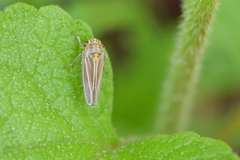 Graphocephala nigrifascia