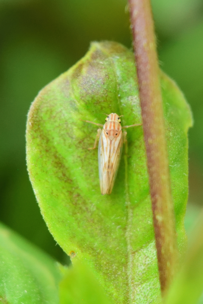Neocoelidia verecunda