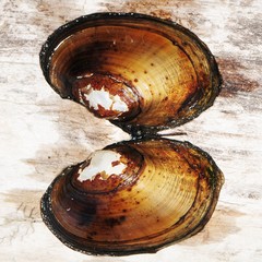 Atlanticoncha ochracea