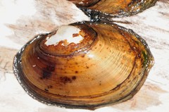 Atlanticoncha ochracea