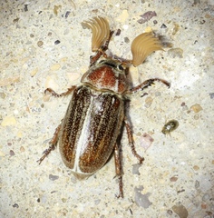 Polyphylla hammondi