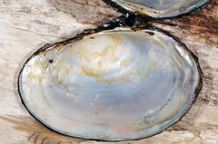 Atlanticoncha ochracea