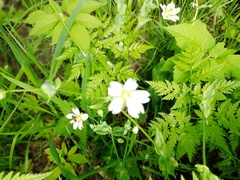 Cerastium davuricum