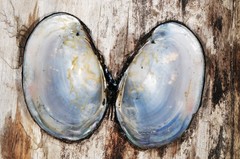 Atlanticoncha ochracea