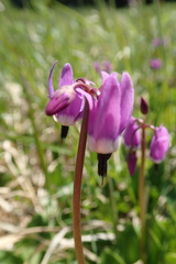 Primula frigida