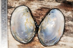 Atlanticoncha ochracea