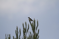 Oenanthe hispanica