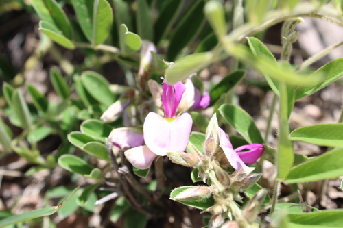 Image of Tephrosia nicaraguensis by (c) Rodolfo Maximiliano Gutiérrez-Sánchez, some rights reserved (CC BY)