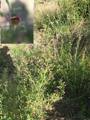 Scrophularia parviflora