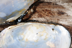 Atlanticoncha ochracea