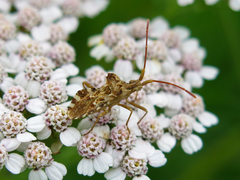 Centrocoris spiniger