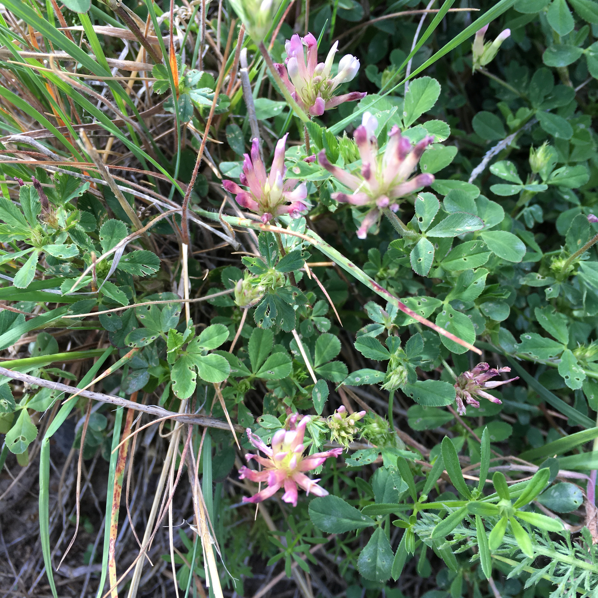 Trifolium pinetorum