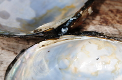 Atlanticoncha ochracea