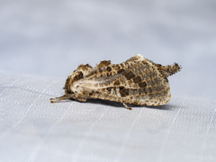 Indarbela