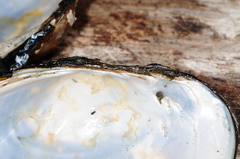 Atlanticoncha ochracea