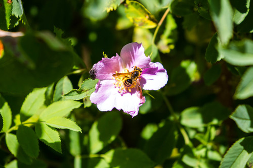 Golden-haired Miner Bee photo 3