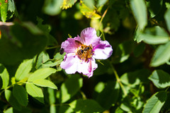 Andrena auricoma