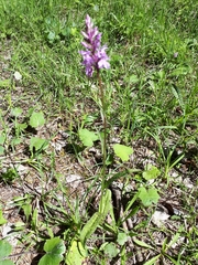 Dactylorhiza maculata