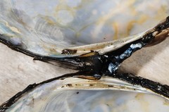 Atlanticoncha ochracea