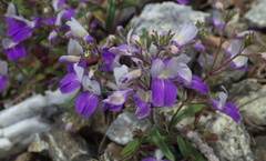 Collinsia linearis