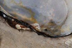 Atlanticoncha ochracea