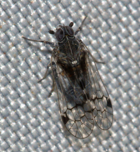 Oeclidius nimbus