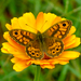 Wall Brown - Photo (c) frahome, some rights reserved (CC BY-NC), uploaded by frahome