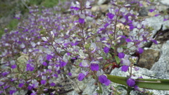 Collinsia linearis