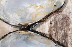 Atlanticoncha ochracea