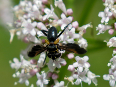Galactomyia