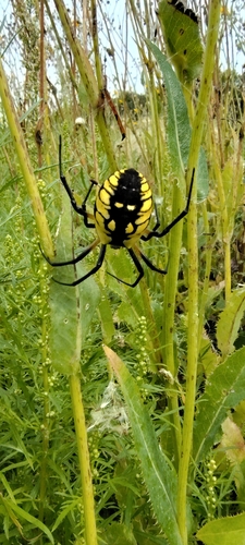 Yellow Garden Spider
