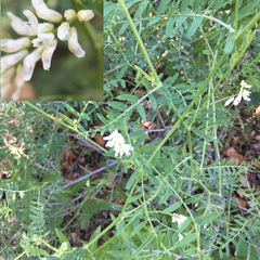 Vicia pulchella