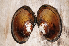 Atlanticoncha ochracea