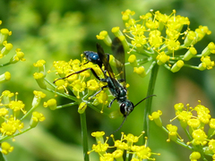 Chalybion bengalense