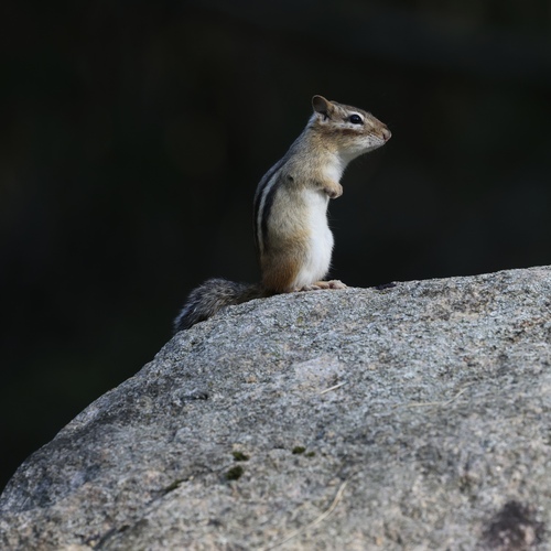 Eastern Chipmunk photographed in Michigan