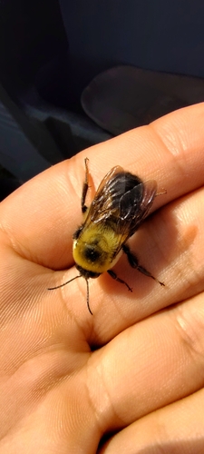 Brown-belted Bumble Bee