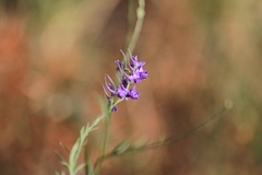 Delphinium consolida
