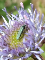 Oedemera virescens