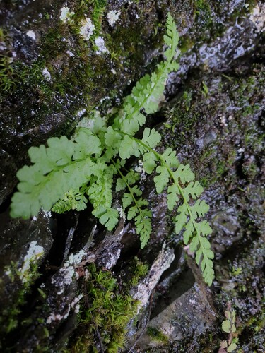 Alpine woodsia (Woodsia alpina)