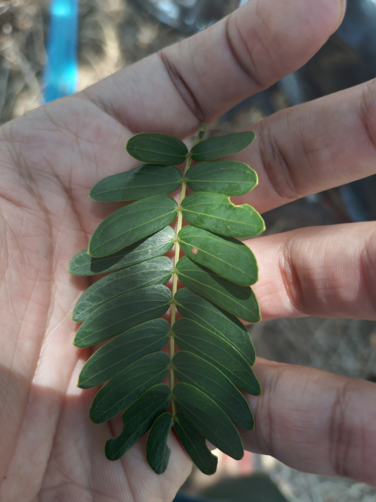 Pseudalbizzia inundata