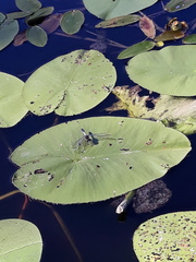 Leucorrhinia caudalis