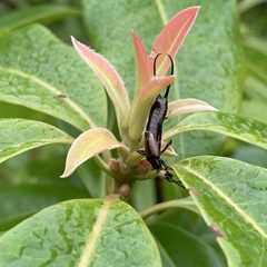 Paratimomenus flavocapitata